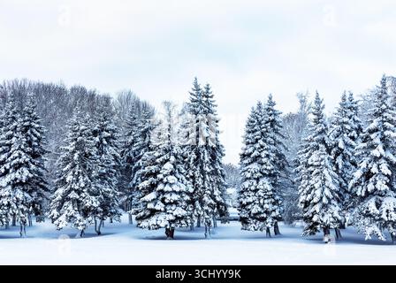 Cold winter day in forest with snow covered fir trees. Landscape with snow-covered winter forest trees. Stock Photo