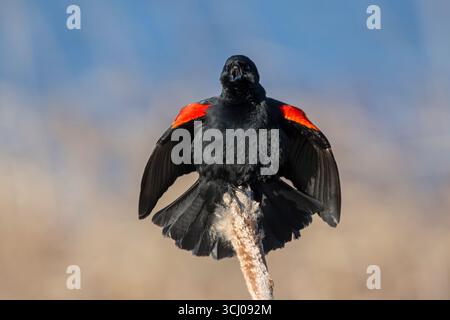 Red-winged Blackbird (Agelaius phoeniceus). April in Acadia National Park, Maine, USA. Stock Photo