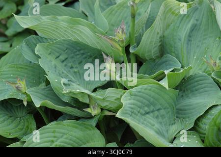 Hosta Sieboldiana Siebold's Plantain Lily leaves in spring. UK Stock Photo