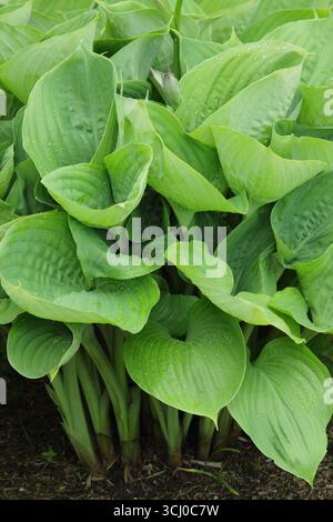 Hosta Sun and Substance. Large yellow, green leaves of Hosta Sun and Substance, a plantain lily, thriving in a shady garden border. UK Stock Photo