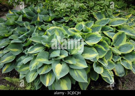 Hosta Paradise Glory, Hosta Forbidden Fruit and Hosta Frances Williams plants in a shaded garden border at RHS Garden Harlow Carr in late spring. UK Stock Photo