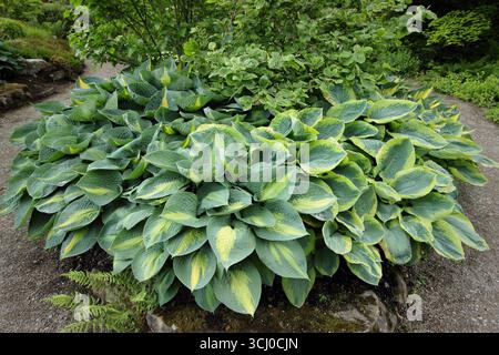 Hosta Paradise Glory, Hosta Forbidden Fruit and Hosta Frances Williams plants in a shaded garden border at RHS Garden Harlow Carr in late spring. UK Stock Photo