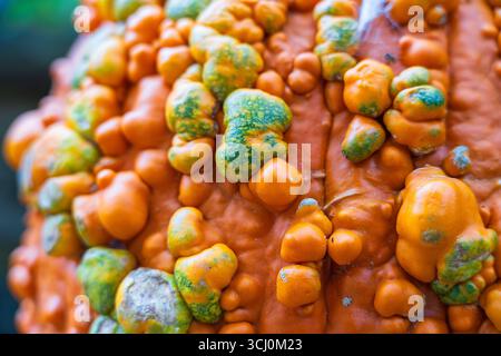 Knucklehead pumpkin close up with fall vibes. Stock Photo