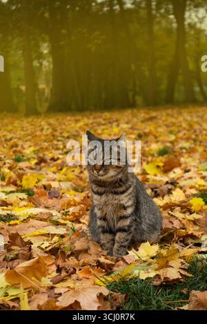 Fluffy cat in autumn park watches the fall of leaves. Cat playing in autumn with foliage. Stock Photo