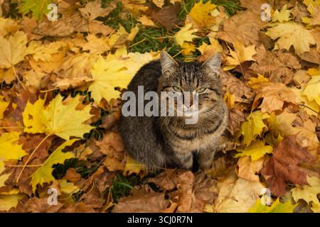 Funny cat in the autumn in red orange yellow autumn leaves. Stock Photo