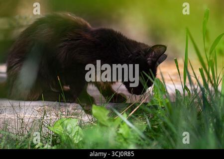 Beautiful cat on a field at sunset. House cat sitting outdoors on green grass in the garden. Stock Photo