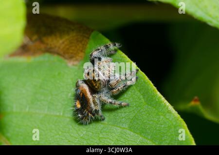 Bold Jumping Spider, Phidippus audax Stock Photo