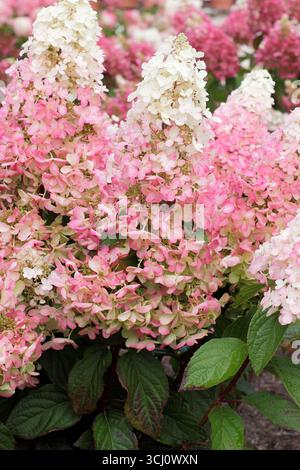 Hydrangea paniculata Candlelight. Large panicles shading from creamy white to pink upon maturation. UK Stock Photo