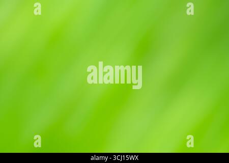 Chlorine greenery  blurred background. Pistachio color blur bokeh. Stock Photo