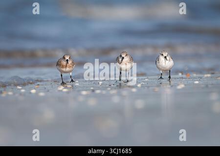 Sanderling (Calidris alba) running on the beach, Fife, Scotland Stock Photo