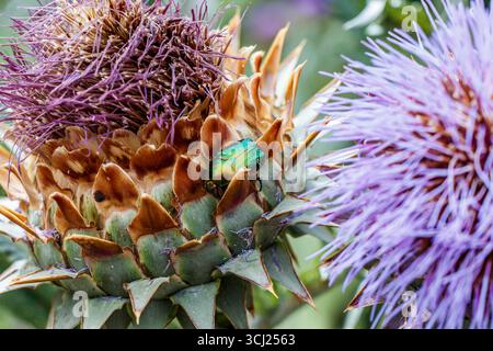 An emerald-green Rose Chafer Beetle (Cetonia aurata) feeding on a flowering wild artichoke head, London, UK Stock Photo
