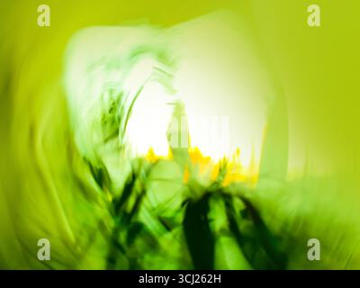 Defocus spring green tree garden or park in summer background. Defocus spring foliage countryside blurred backdrop. Stock Photo