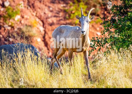 A detailed, close-up portrait of a desert bighorn sheep, its rugged features and impressive horns highlighted by the bright sunlight Stock Photo