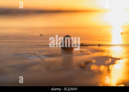 Seashell bathed in golden sunlight on the wet sand at sunset. Stock Photo