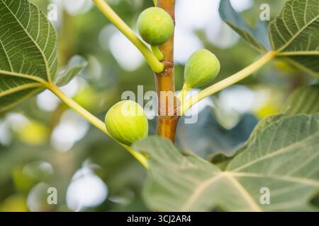 Green and yellow figs growing on a healthy fig tree with broad leaves. Stock Photo
