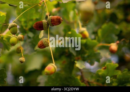Acorns growing on oak tree branch with green leaves Stock Photo