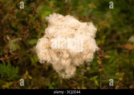 White fluffy dandelion seed head in rural field Stock Photo