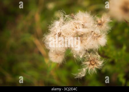Fluffy dandelion seed head close-up in meadow Stock Photo