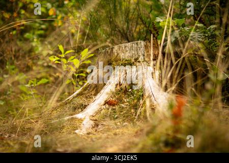 Old mossy tree stump in natural forest setting Stock Photo