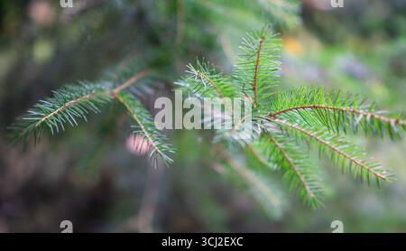 Close-up of pine tree branch with young cone Stock Photo