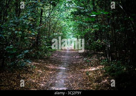 Woodland path leading through green summer forest Stock Photo