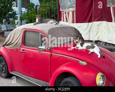 Two cats resting on an old red car. Relaxation, comfort, and street animal life in an urban neighborhood. Stock Photo