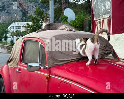 Two cats resting on an old red car. Relaxation, comfort, and street animal life in an urban neighborhood. Stock Photo