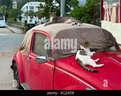 Two cats resting on an old red car. Relaxation, comfort, and street animal life in an urban neighborhood. Stock Photo