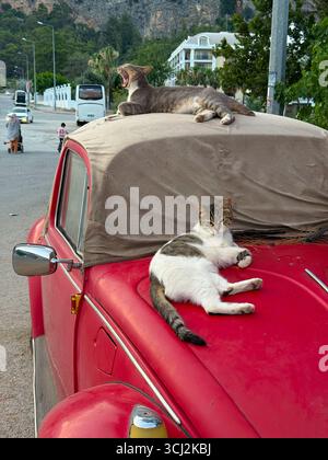 Two cats resting on an old red car. Relaxation, comfort, and street animal life in an urban neighborhood. Stock Photo