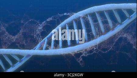 Displaying translucent DNA double helix model floating in lab simulation over blue grid. Molecular, innovation, technology, science, futuristic, biote Stock Photo