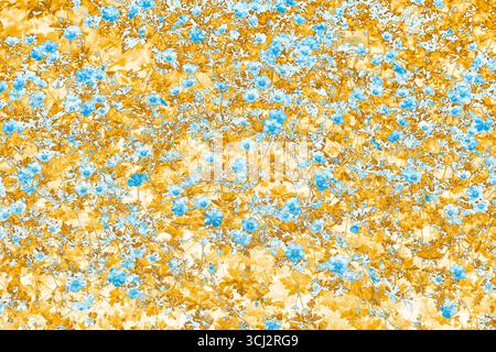 Close up gradient adjustment abstract of the herbaceous perennial low growing garden plant geranium rozanne. Stock Photo