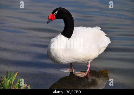 Black-necked swan on the lake shore Stock Photo