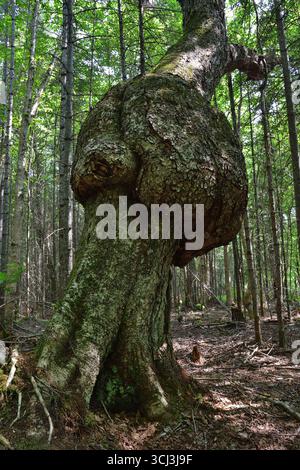 Tree trunk large burls. Rounded outgrowth on a tree trunk. Tree deformity also called burr. Stock Photo