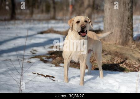 Beautiful and happy looking Labrador dog walking in a snowy forest during spring time Stock Photo
