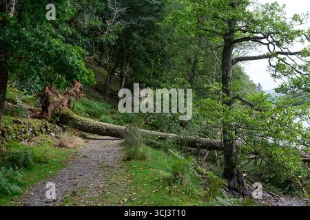 Fallen tree on a trail path near Llyn Cynwch in Eryri National Park (Snowdonia) - North Wales, UK Stock Photo