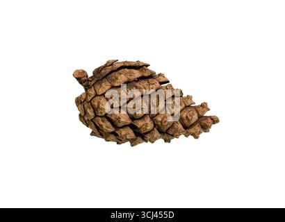 Pine cone isolated on white background, Close-up. Single brown pinecone. Stock Photo