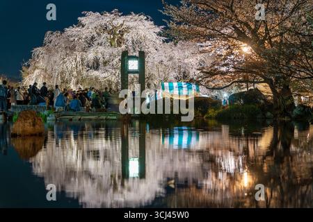 The famous illuminated Gion weeping cherry tree, a park landmark, reflected in a pond at night with a crowd of spectators. Higashiyama, Kyoto, Japan. Stock Photo