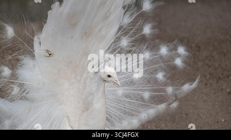 Close-up of a white peacock displaying its fully open tail feathers in a natural outdoor setting. The elegant bird stands on sandy ground, showcasing Stock Photo