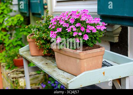Terracotta pots filled with vibrant pink flowers set on a rustic wooden table in a charming garden. Stock Photo