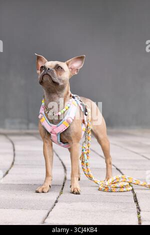 Blue fawn French Bulldog with long healthy nose and tail wearing a y-shaped dog harness, leash and necklace in front of gray wall Stock Photo