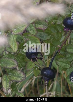 Black rose hips on a bush, selective focus Stock Photo
