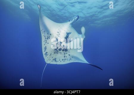 Underwater photo of giant ray Manta (Manta birostris) plankton eater swimming through open sea, above sea surface, tropical subtropical seas, Atlantic Stock Photo