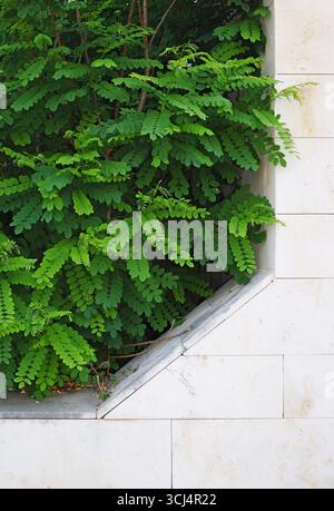 leaves of black locust tree grows through the opening of a wall Stock Photo