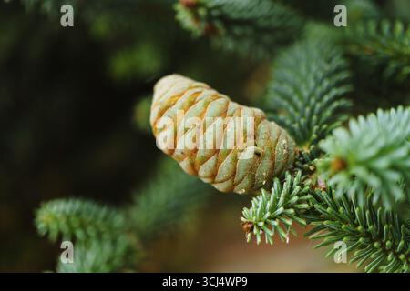 Close-up of immature fir cone developing on conifer branch, showcasing vibrant green and orange hues in natural woodland setting Stock Photo
