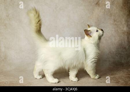 Purebred cat, Sacred Burmese, young male cat, Cinnamon-point Stock Photo