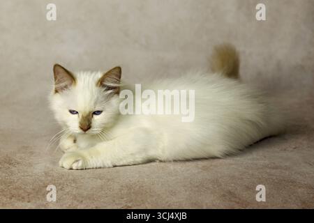 Purebred cat, Sacred Burmese, young male cat, Cinnamon-point Stock Photo