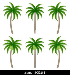 Coconut Palm Tree Vector Illustration Isolated on White Background. Stock Vector