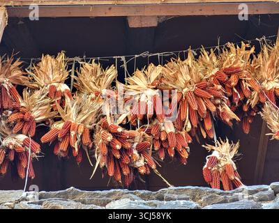 Autumnal scene of numerous red dried corn cobs tied together in bunches and hung up in a barn Stock Photo