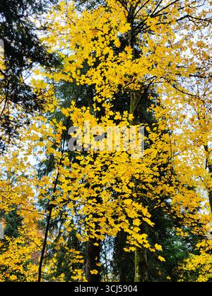 Bright golden yellow autumn leaves glowing in a dense forest, contrasted by the dark green background of fir trees Stock Photo