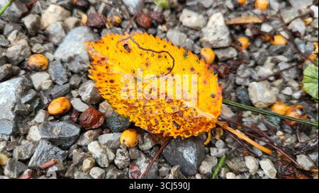 Close-up of a single yellow-brown autumn leaf resting on a gravel floor surrounded by small yellow seeds Stock Photo
